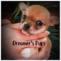  Dreamers Pups